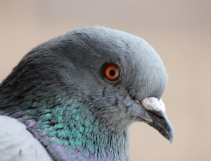A FERAL PIGEON ('Columba livia') in Madrid (Spain).